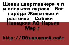 Щенки цвергпинчера ч/п и оленьего окраса - Все города Животные и растения » Собаки   . Ненецкий АО,Нарьян-Мар г.